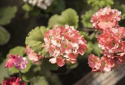 Спасаем герань после улицы одной обработкой: секрет мгновенного преображения растений