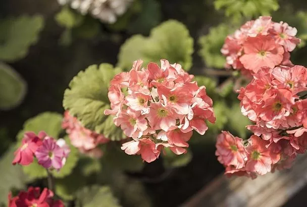 Спасаем герань после улицы одной обработкой: секрет мгновенного преображения растений