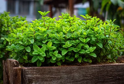Почему мята не даёт аромат: как посадить её, чтобы она была пышной и душистой