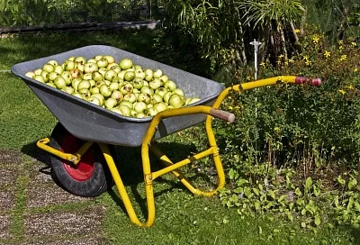 Из яблок падалицы на зиму варю варенье с корицей - подойдет и для пирогов, и как десерт к чаю
