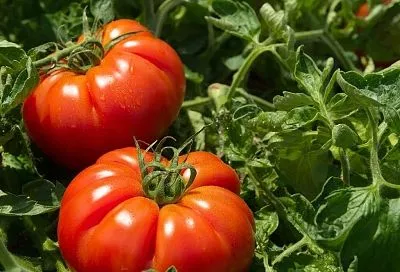 Ранние  томаты скороспелки: критерии выбора, особенности и топ-5 сортов.