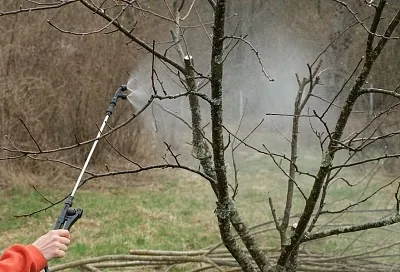 Медный купорос или бордоская жидкость: составы похожи – применение разное