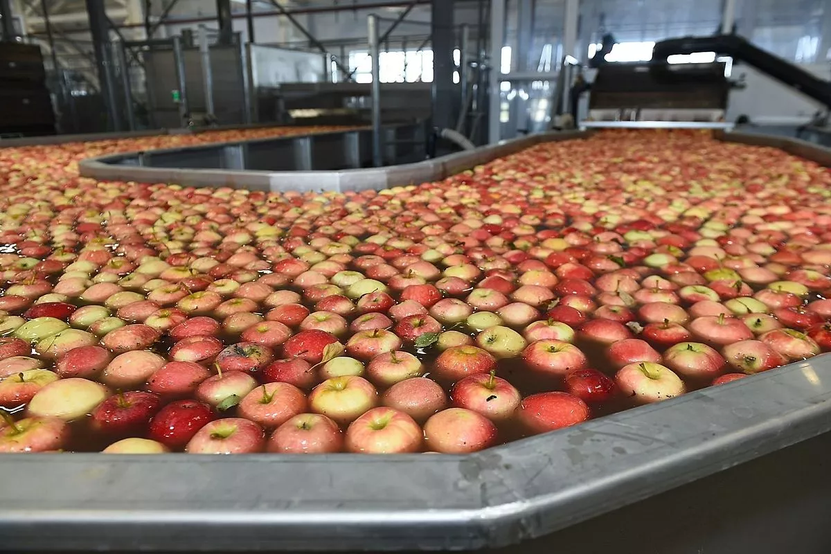 В компании «Алма Продакшн»  выращивают лучшие яблоки