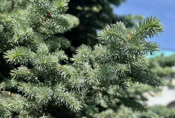 37% опрошенных кубанцев выбирают живую елку на Новый год