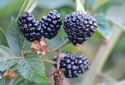 Колючая, живучая, вкуснющая: этапы посадки и ухода за ежевикой