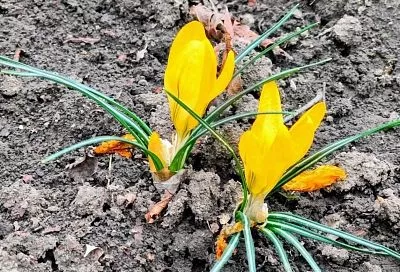 Крокусы желтые: как усилить цветение весной — 2 подкормки и лайфхак 