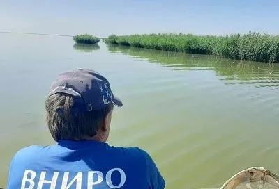 Благоприятные условия для нереста рыбы сложились в лиманах Азовского моря в Краснодарском крае