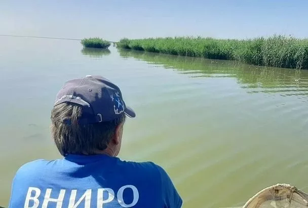 Благоприятные условия для нереста рыбы сложились в лиманах Азовского моря в Краснодарском крае