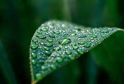 С 1 марта 2026 года владельцам дачных участков грозят штрафы за наличие борщевика и других инвазивных растений