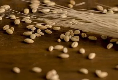 ФАС: зерновые культуры лидируют в биржевой торговле агропродукцией в России