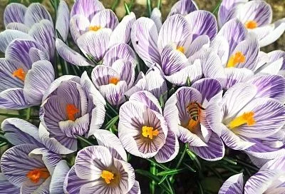 Посадите осенние крокусы прямо сейчас – и этот элегантный цветок распустится уже через полгода