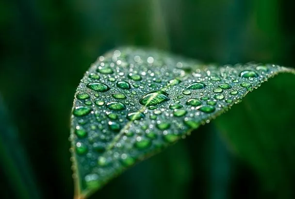 С 1 марта 2026 года владельцам дачных участков грозят штрафы за наличие борщевика и других инвазивных растений