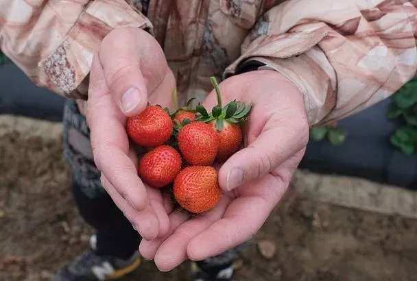 Секрет в одной капле: достаточно раз в месяц сделать только эту подкормку – и клубника завалит вас ягодами