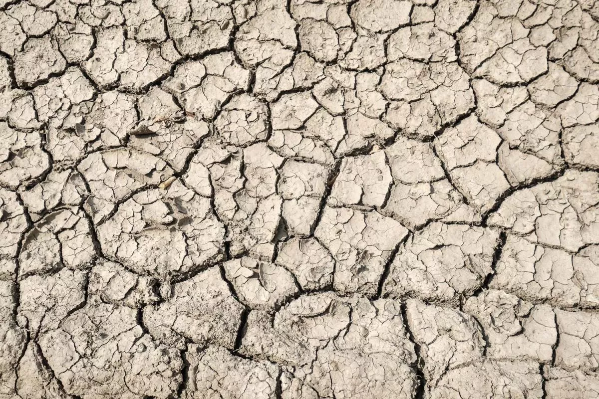 Аграрии южных регионов России могут потерять до 25% урожая из-за засухи