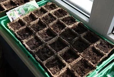 На какой день должна всходить рассада основных овощных культур: что делать, если этого не происходит