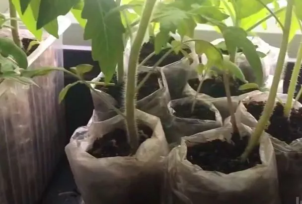 Покупаю рассаду помидор только в «пеленке»: 3 причины, и как не ошибиться