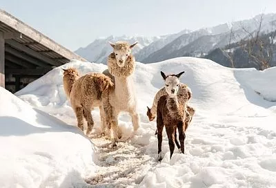Детеныши альпак с редким окрасом появились на свет в горах Сочи