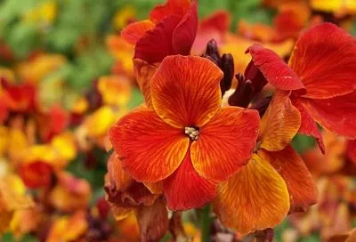 Аленький цветочек: сажаем, любуемся, съедаем