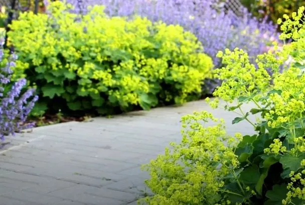 Смешайте бордюрные цветы и ароматные травы: Как создать дуэт красоты и пользы 