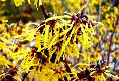 Гамамелис — кустарник, который можно назвать зимним парадоксом сада