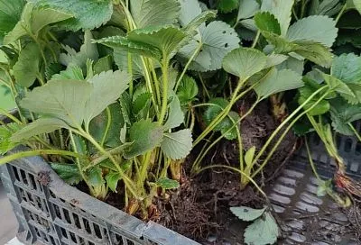 Корни 8 см и 3 листа: как выбрать рассаду клубники, которая переживет любую зиму