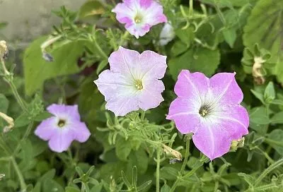 Дражированные семена петуньи: всходы уже через неделю