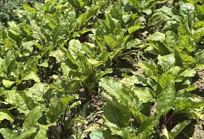 Краснодарский край назвали одним из регионов-лидеров по урожайности сахарной свеклы в 2025 году