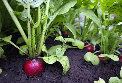 От чего «плачет» редис: почему его нельзя сажать на той же грядке, где рос лук