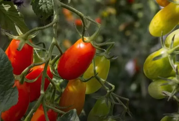 Подкормил рассаду помидоров так — и спелые томаты поражают размером и вкусом