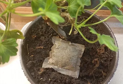 Рассада в чайных пакетиках: гениальный лайфхак для экономных садоводов