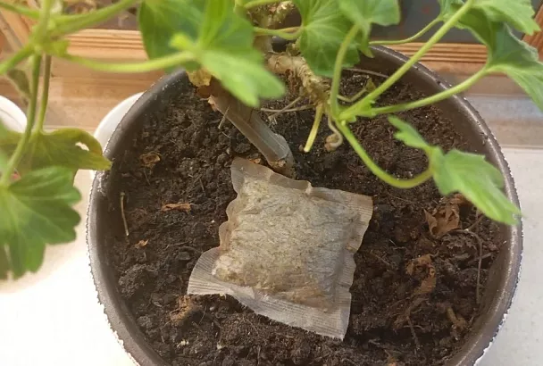 Рассада в чайных пакетиках: гениальный лайфхак для экономных садоводов