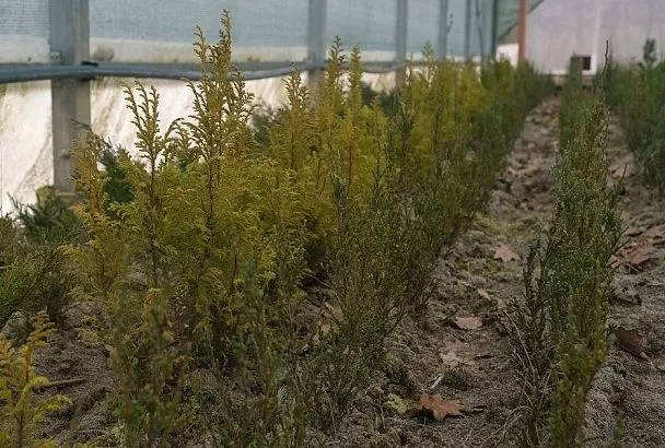 Черенкуем тую: осень – лучшее время для размножения этого хвойного растения