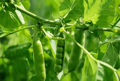 Бабка сеяла горох: почему эта культура обязательно должна быть на каждом огороде