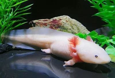 Аксолотль: что за амфибия такая, правда ли у нее несколько жизней и почему эту вкуснятину перестали есть ацтеки