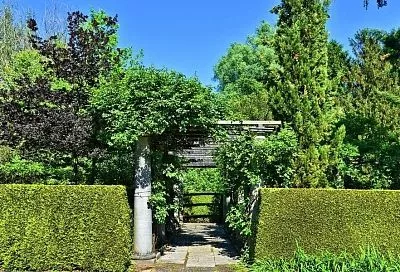 Спрячь за зеленым забором: пять лучших растений для живой изгороди