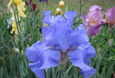 Такой совет от опытных цветоводов подойдет не всем их коллегам: надо ли на зиму укрывать ирисы тепличкой?