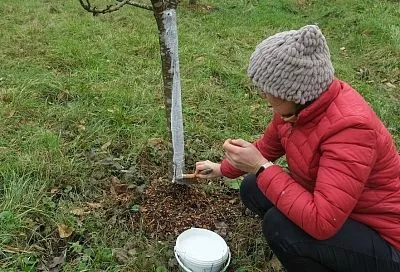 Побелка с плюсом: сосед рассказал, что добавляет в известь, чтобы фруктовые деревья получали больше пользы и урожай был богаче