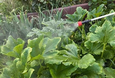 Правила «Фитоверма»: малоизвестные факты о популярном препарате