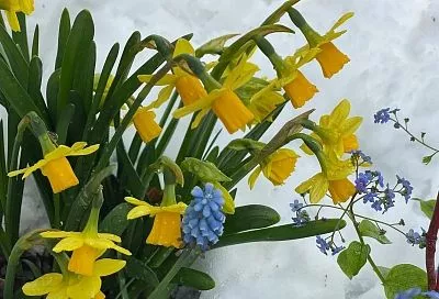 Поликарпов день 8 марта в народном календаре: пироги на счастье и приметы о весне