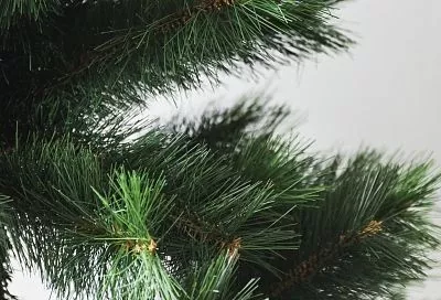 Средство от проволочника прямо под рукой