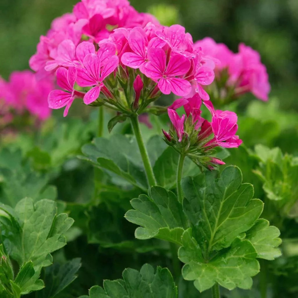 Почему зимой на моей герани облетели листья зимой и как это исправить. Мой опыт