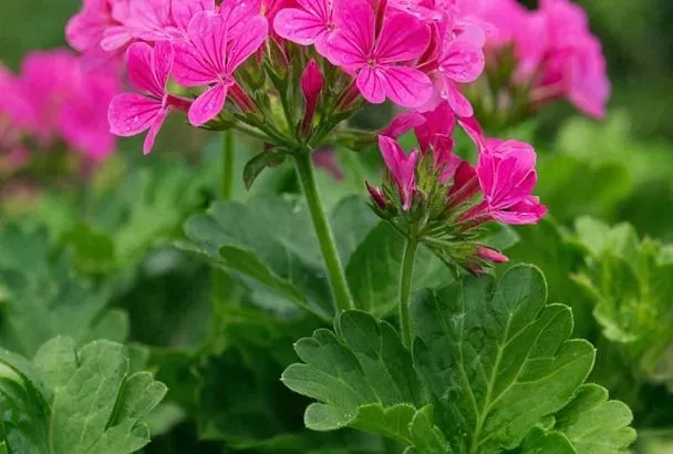 Почему зимой на моей герани облетели листья зимой и как это исправить. Мой опыт