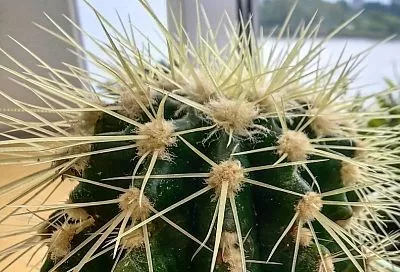 Колючие отморозки: пятерка кактусов, которые выдержат даже пытку арктическими морозами