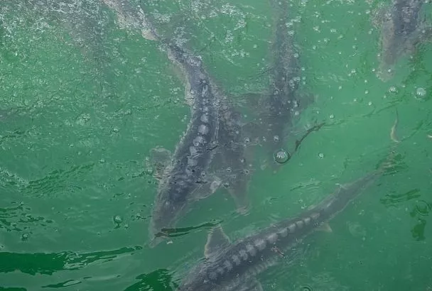 Двое кубанцев стали фигурантами уголовного дела после вылова в Азовском море 10 русских осетров