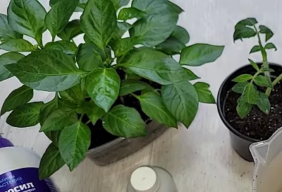 Рассада перца 2025: 3 фатальные ошибки, из-за которых гибнет до 90% кустов, и 1 секрет, который спасает урожай