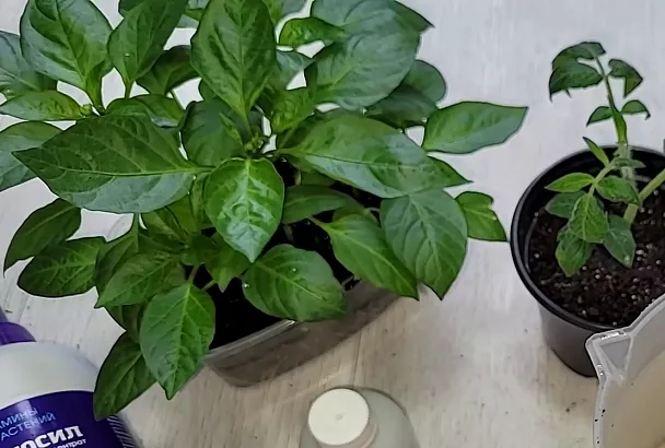 Рассада перца 2025: 3 фатальные ошибки, из-за которых гибнет до 90% кустов, и 1 секрет, который спасает урожай