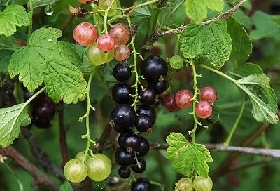 Обрезка и уход за смородиной весной и  обновление корневой системы, чтобы собирать крупные  урожай с куста 