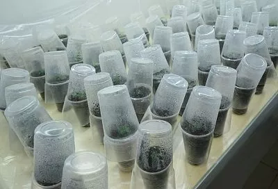 Чистота – основа урожая: как дезинфицировать емкости для посадки рассады и зачем это нужно