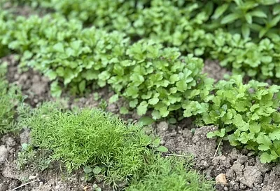 Удобрение для петрушки: чтобы зелень росла пышной и сочной, ее надо подкормить именно так