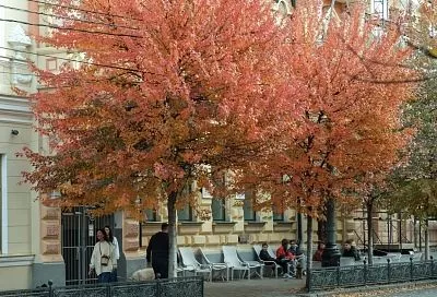 До +20 градусов прогреется воздух на Кубани в День народного единства